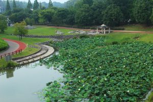 愛知健康の森公園、ハス、7月の夏の花、愛知県大府市の観光・撮影スポットの画像と写真