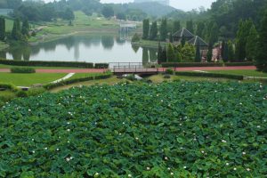 愛知健康の森公園、ハス、7月の夏の花、愛知県大府市の観光・撮影スポットの画像と写真