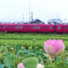 竹村駅付近、ハス、7月の夏の花、愛知県豊田市の観光・撮影スポットの画像と写真
