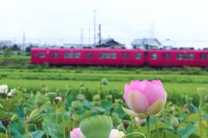 竹村駅付近、ハス、7月の夏の花、愛知県豊田市の観光・撮影スポットの画像と写真