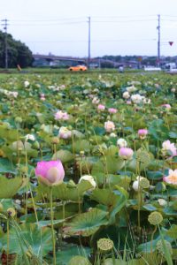 竹村駅付近、ハス、7月の夏の花、愛知県豊田市の観光・撮影スポットの画像と写真