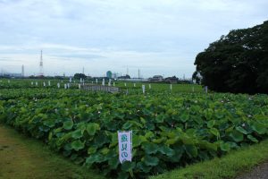 森川花ハス田、7月の夏の花、立田ふれあいの里愛知県愛西市の観光・撮影スポットの画像と写真