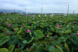 森川花ハス田、7月の夏の花、立田ふれあいの里愛知県愛西市の観光・撮影スポットの画像と写真
