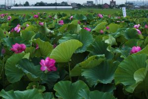 森川花ハス田、7月の夏の花、立田ふれあいの里愛知県愛西市の観光・撮影スポットの画像と写真