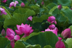 森川花ハス田、7月の夏の花、立田ふれあいの里愛知県愛西市の観光・撮影スポットの画像と写真