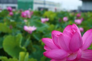 森川花ハス田、7月の夏の花、立田ふれあいの里愛知県愛西市の観光・撮影スポットの画像と写真