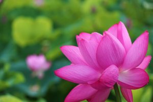 森川花ハス田、7月の夏の花、立田ふれあいの里愛知県愛西市の観光・撮影スポットの画像と写真