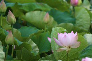 森川花ハス田、7月の夏の花、立田ふれあいの里愛知県愛西市の観光・撮影スポットの画像と写真
