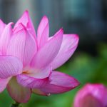 森川花ハス田、7月の夏の花、立田ふれあいの里愛知県愛西市の観光・撮影スポットの画像と写真