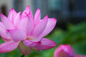 森川花ハス田、7月の夏の花、立田ふれあいの里愛知県愛西市の観光・撮影スポットの画像と写真