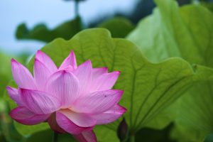 森川花ハス田、7月の夏の花、立田ふれあいの里愛知県愛西市の観光・撮影スポットの画像と写真