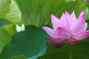 森川花ハス田、7月の夏の花、立田ふれあいの里愛知県愛西市の観光・撮影スポットの画像と写真