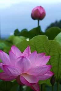 森川花ハス田、7月の夏の花、立田ふれあいの里愛知県愛西市の観光・撮影スポットの画像と写真