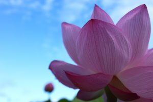 森川花ハス田、7月の夏の花、立田ふれあいの里愛知県愛西市の観光・撮影スポットの画像と写真