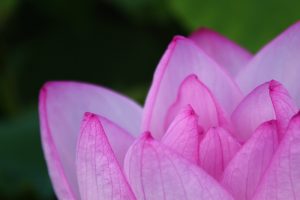 森川花ハス田、7月の夏の花、立田ふれあいの里愛知県愛西市の観光・撮影スポットの画像と写真