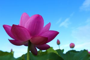 森川花ハス田、7月の夏の花、立田ふれあいの里愛知県愛西市の観光・撮影スポットの画像と写真