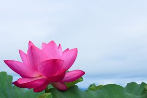 赤蓮保存田（ハス）7月の夏の花愛知県愛西市の観光・撮影スポットの写真と画像