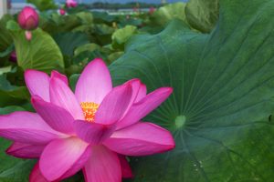 赤蓮保存田（ハス）7月の夏の花愛知県愛西市の観光・撮影スポットの写真と画像