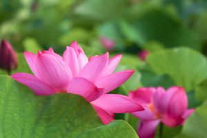 赤蓮保存田（ハス）7月の夏の花愛知県愛西市の観光・撮影スポットの写真と画像