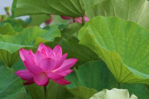 赤蓮保存田（ハス）7月の夏の花愛知県愛西市の観光・撮影スポットの写真と画像