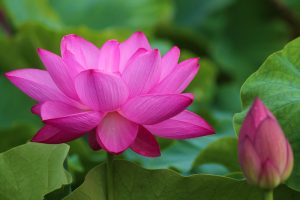赤蓮保存田（ハス）7月の夏の花愛知県愛西市の観光・撮影スポットの写真と画像赤蓮保存田（ハス）7月の夏の花愛知県愛西市の観光・撮影スポットの写真と画像