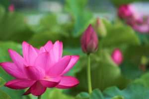 赤蓮保存田（ハス）7月の夏の花愛知県愛西市の観光・撮影スポットの写真と画像