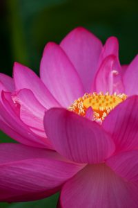 赤蓮保存田（ハス）7月の夏の花愛知県愛西市の観光・撮影スポットの写真と画像