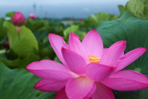 赤蓮保存田（ハス）7月の夏の花愛知県愛西市の観光・撮影スポットの写真と画像