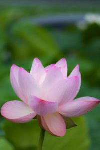 赤蓮保存田（ハス）7月の夏の花愛知県愛西市の観光・撮影スポットの写真と画像