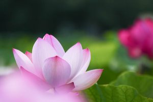 赤蓮保存田（ハス）7月の夏の花愛知県愛西市の観光・撮影スポットの写真と画像