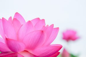 赤蓮保存田（ハス）7月の夏の花愛知県愛西市の観光・撮影スポットの写真と画像
