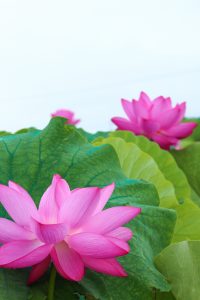 赤蓮保存田（ハス）7月の夏の花愛知県愛西市の観光・撮影スポットの写真と画像