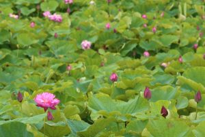 赤蓮保存田（ハス）7月の夏の花愛知県愛西市の観光・撮影スポットの写真と画像