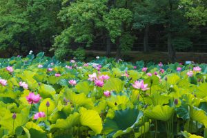 鶴舞公園、ハス、7月の夏の花、名古屋市昭和区の観光・撮影スポットの画像と写真
