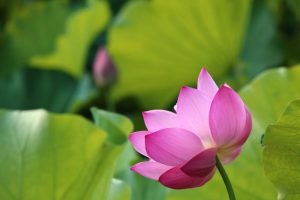 鶴舞公園、ハス、7月の夏の花、名古屋市昭和区の観光・撮影スポットの画像と写真