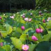 鶴舞公園、ハス、7月の夏の花、名古屋市昭和区の観光・撮影スポットの画像と写真
