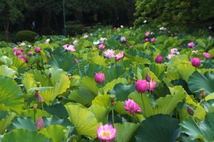 鶴舞公園、ハス、7月の夏の花、名古屋市昭和区の観光・撮影スポットの画像と写真