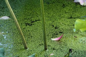 鶴舞公園、ハス、7月の夏の花、名古屋市昭和区の観光・撮影スポットの画像と写真