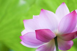 鶴舞公園、ハス、7月の夏の花、名古屋市昭和区の観光・撮影スポットの画像と写真