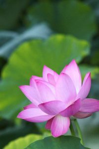 鶴舞公園、ハス、7月の夏の花、名古屋市昭和区の観光・撮影スポットの画像と写真