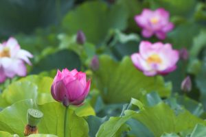 鶴舞公園、ハス、7月の夏の花、名古屋市昭和区の観光・撮影スポットの画像と写真