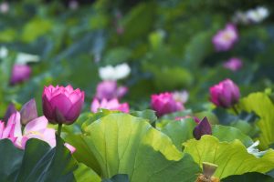 鶴舞公園、ハス、7月の夏の花、名古屋市昭和区の観光・撮影スポットの画像と写真