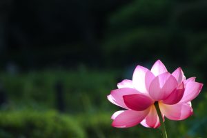 鶴舞公園、ハス、7月の夏の花、名古屋市昭和区の観光・撮影スポットの画像と写真