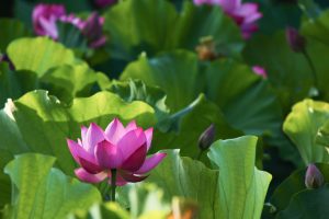 鶴舞公園、ハス、7月の夏の花、名古屋市昭和区の観光・撮影スポットの画像と写真