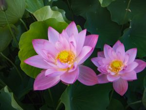 星名池、ハス、7月の夏の花、愛知県大府市の観光・撮影スポットの画像と写真