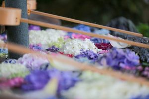 柳星山常念寺　アジサイ　手水舎　愛知県一宮市の観光・撮影スポットの画像と写真