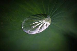 柳星山常念寺　ハス　愛知県一宮市の観光・撮影スポットの画像と写真