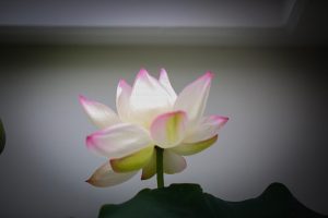 柳星山常念寺　ハス　愛知県一宮市の観光・撮影スポットの画像と写真