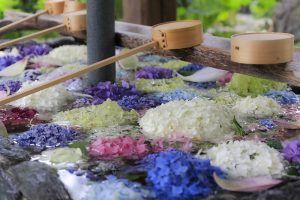 柳星山常念寺　アジサイ　手水舎　愛知県一宮市の観光・撮影スポットの画像と写真