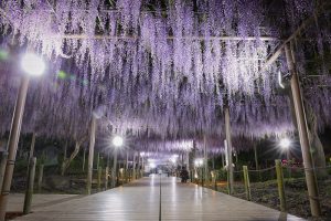 曼陀羅寺、藤、5月の夏の花、愛知県江南市の観光・撮影スポットの画像と写真